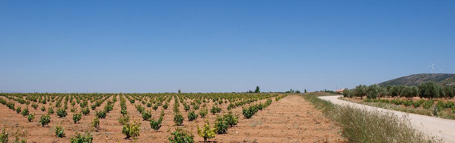 Viñedos en Valdepeñas